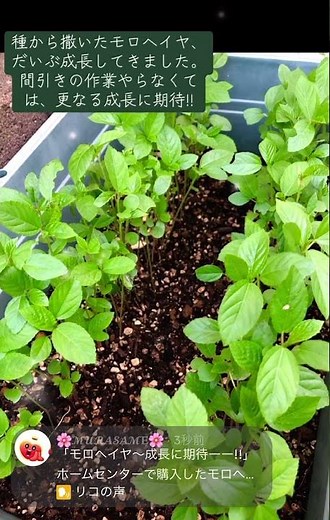 【モロヘイヤ～栽培中、成長に期待】