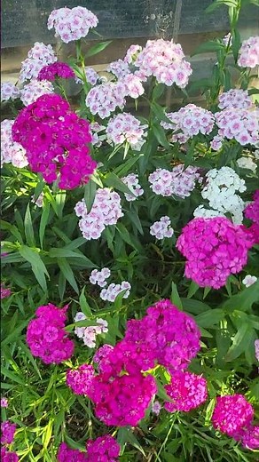 수염패랭이꽃이 이렇게 이뻤구낭!!20260601#flowers#garden #패랭이꽃#이쁜꽂#노지월동#식물