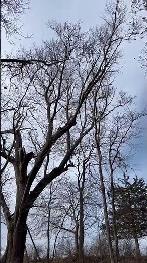 Raccoon calling with the foxpro inferno 🦝🔫 #hunting #outdoor #archery #guns #raccoon