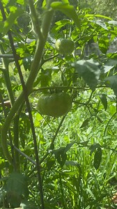First time growing Black Krim tomatoes this year and I’m officially obsessed! 😍🌿 They’re already halfway up the cattle panel arch trellis and absolutely thriving. I’ve got several huge tomatoes starting to form, and I can’t wait to see the rich, deep color they’ll turn once they start to ripen! #BlackKrim #TomatoSeason #FromSeedToSpoon #GrowYourOwnFood #KitchenGarden #growfood #growyourfood #growyourownfood #gardening #growingfood #vegetablegarden #seedtospoon #growingtomatoes #tomatoes | From