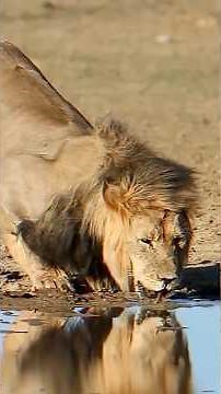Why India Changed Its National Animal from Lion to Tiger | Project Tiger 1973 | History UPSC #facts