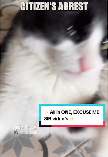 EXCUSE ME SIR, the best’s videos of the Universe, in ONE ! The best collab with @Dusty Dubs 🫶 #excusemesir #citizen #arrest #cat #voiceover #lilochipie