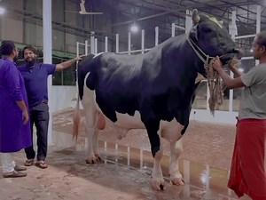 1.2M views · 10K reactions | শখের মূল্য ৪০ লাখ  | Bangladeshi Cow Lover official | Facebook