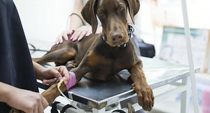 Everything You Need to Know About Canine Pancreatitis