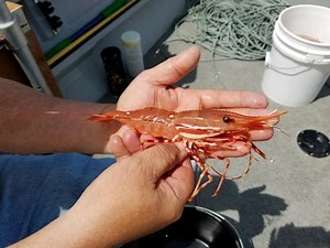Recreational Spot Shrimping Returns To Puget Sound In May