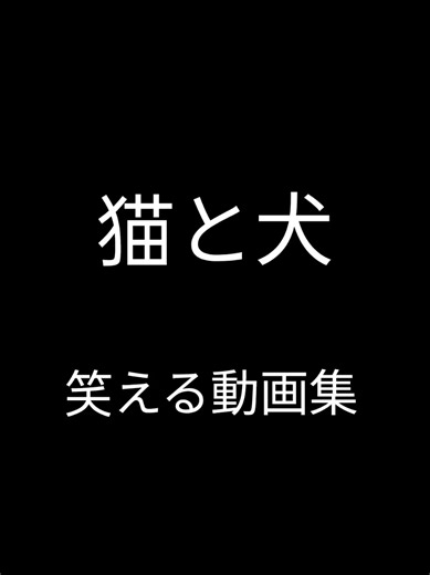 犬と猫の爆笑動画集