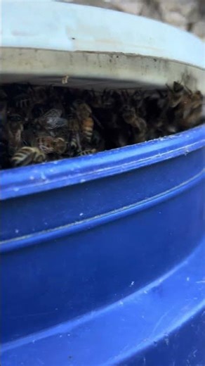 Honey bee swarm bucket catch