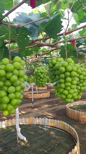 Discover the hidden gem of this beautiful grapes farm, where lush vineyards stretch as far as the eye can see and vibrant grape clusters glisten under the sun. Experience the magic of wandering through rows of grapevines, breathing in their sweet aroma and witnessing the dedication that goes into cultivating these fruits. From juicy reds to crisp whites, each grape tells a story of hard work and passion behind every bottle produced here. Uncover the essence of winemaking at its finest amidst thi