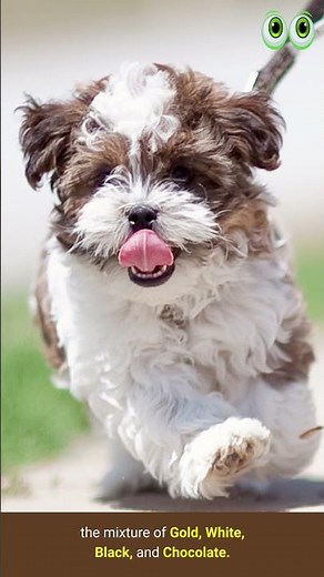 Shorkie - Dog Breed Guide | #petmoo | #shorts