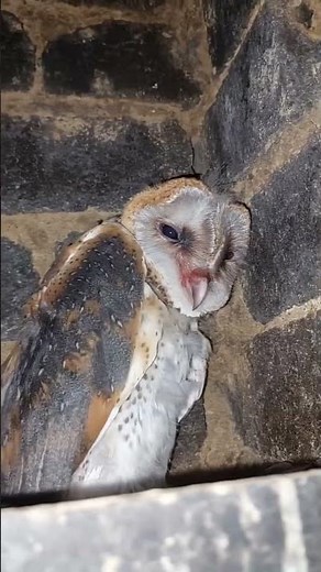 🚨 Barn Owl Family Rescued from Chimney in Soweto! 🦉🔥 #owlrescue #barnowls #barnowl #owlconservation