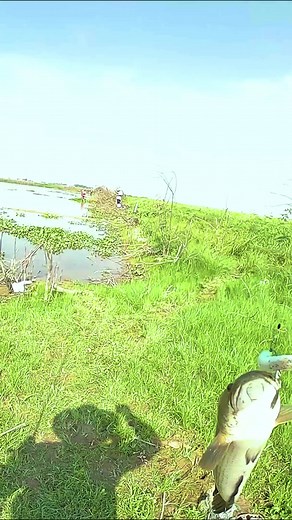 The Best Soft Plastic for Snakehead ❤️ #ស្ទូចត្រី #Cambodia #snakehead #baitcaster #softplastics #softplasticbaits | AF 101 Fishing