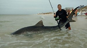 Florida Fish and Wildlife Conservation Commission to consider shark fishing draft rule