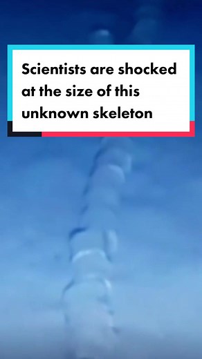 2,700 feet below the surface of the Mediterranean Sea, a ROV records the decomposing remains of an eerily long skeleton. But of what? #science #ocean #StrangeEvidence
