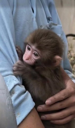 The Cutest Baby Monkey You’ll See Today! 🐒 (Punch from Japan)