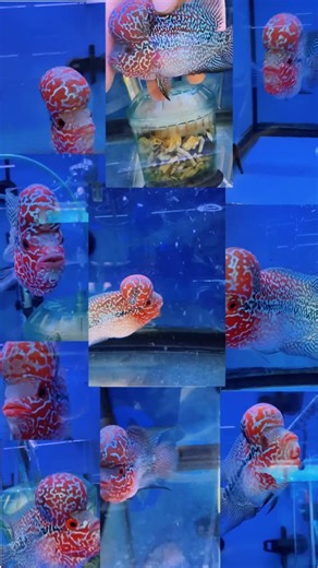 16 reactions | Flowerhorn (Luo Han) is one of the most popular...