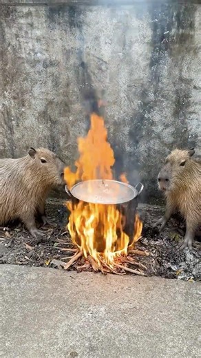 A Capybara Cooks Hot Pot for the Baby! 😂🦫🍲👶#couple #martialarts #shorts