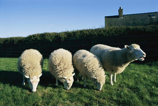 Natural and Artificial Cloning