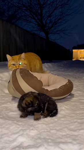 Heartwarming Moments: Cats Rescue Shivering Puppies in the Snow! #cats #puppies #heartwarming | Vu Stories