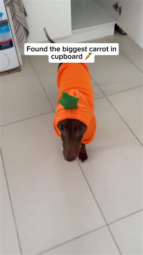 A moving carrot is crazy 🥕🥕🥕 # #dachshund #doglove #puppy #dogbreed #sausagedog