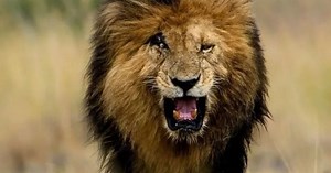 Murió “Scarface”, el león más famoso del mundo