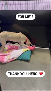 Rachel was so excited to open a holiday gift from her Fast Friends Hero sponsor today! | Fast Friends Greyhound Adoption Center