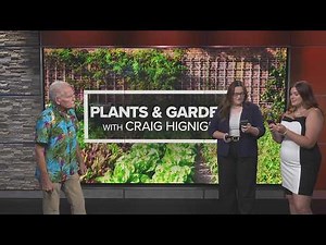 When to move and divide black-eyed Susans: Plants and Gardens with Craig Hignight