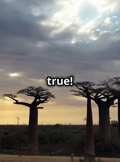 5 Weirdest Trees in the World!