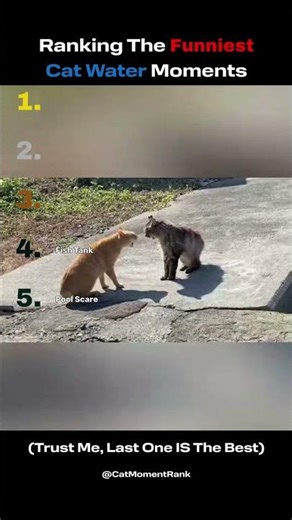 Top 5 Cat Water Moments!🐱 #cats