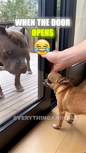 Chihuahua vs Pit bull What Will Happen?