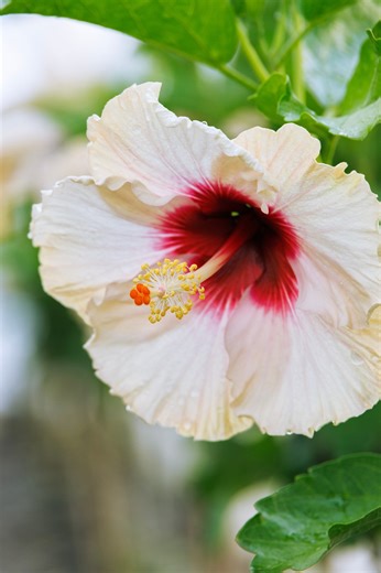 3K views · 31 reactions | Add a touch of the tropics to your garden...