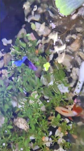 beta fish #bluebettafish #fish #aquarium #fish #2025shorts #2025 #bangladesh #bluebettafish #aquariu