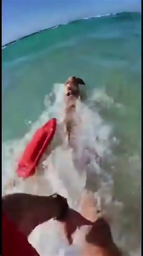 Lifeguard saves a drowning dog!