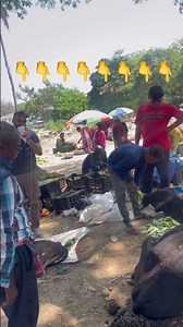 Cow #cow #shortvideo #shorts #viral #reels #ytshorts