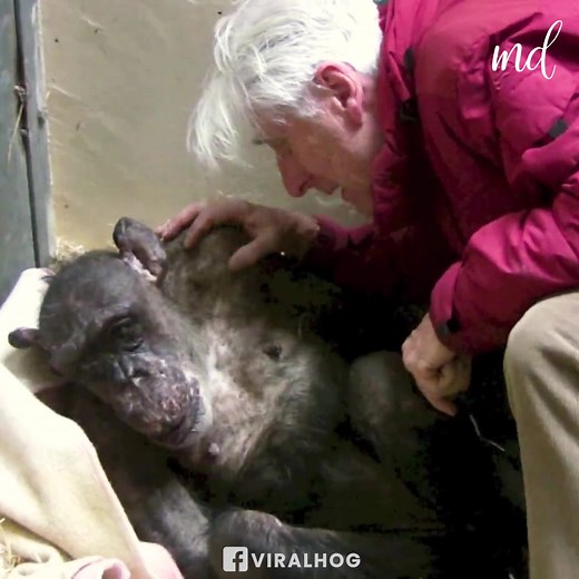 4.9M views · 275K reactions | The moment this dying chimp recognizes her old friend!  | MetDaan | Facebook