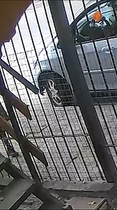 156K views · 664 reactions | Un dogo atacó a una nena en Córdoba y todo quedó filmado   El violento episodio ocurrió en la mañana del jueves en Villa Carlos Paz, precisamente en la calle José Ingenieros de barrio Miguel Muñoz.  Tal como se puede ver en el video que llegó a ElDoce.tv, el perro corrió en dirección a la niña y la mordió en la pierna izquierda. Cabe aclarar que el animal pertenece a un vecino de la cuadra. | ElDoce.tv | Facebook