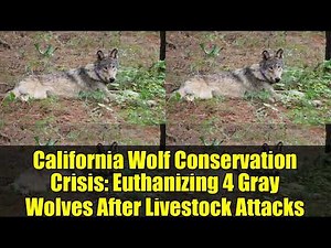 California Wolf Conservation Crisis: Euthanizing 4 Gray Wolves After Livestock Attacks
