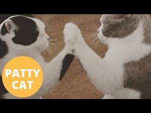 Woman's Cats Learn How To Play - PAT-A-CAKE
