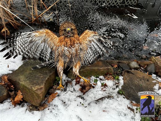 Injured hawk rescued from Lancaster County pond