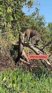 DEATH GRIP: Jaguar vs. Caiman! (Historic Footage