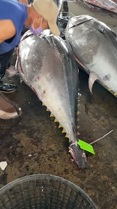 Mesmerizing Tuna Fin and Tail Cutting by Stunning Experts! #bluefintuna #cutting | Food Adventure