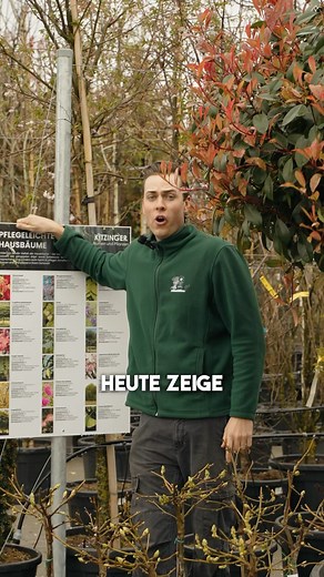 Kitzinger Blumen & Pflanzen | Wir zeigen euch heute 5 Kugelbäume für euer Zuhause.🏡🌳 Wusstet ihr, dass bei Kugelbäumen die Stammhöhe festgelegt wird und dann wächst nur... | Instagram