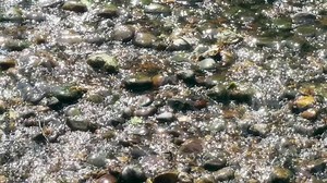 Shallow stream in slow motion. Stream water flowing over sunlit pebbles. Shot at 100fps.