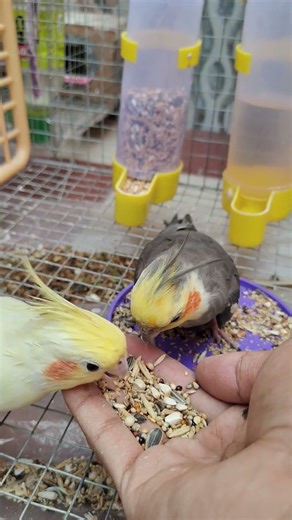 cocktail bird #shorts #birds #pets #trending