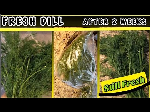 How to Store 💯 FRESH DILL for 2 Weeks-Simple and Easy