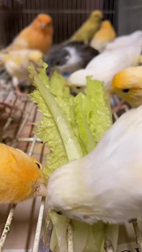 Canary Kanarienvögel on TikTok