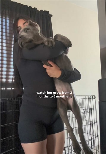 Cane Corso Puppy: Sweet Moments and Adorable Antics