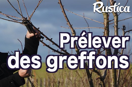 Comment prélever des greffons sur un arbre fruitier ?