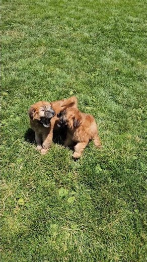 Adorable Wheaten Terrier Puppies 🐶 #puppy