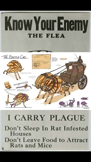 Christmas Island Flea Short 2 #extinct #extinctioncometh #song #history #nature #flea #christmas