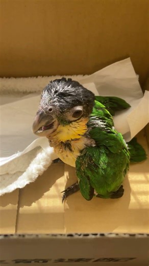 Luigi the Caique Baby Screams Like a Dinosaur
